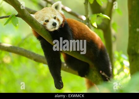 Panda rosso giacente su di un ramo Foto Stock