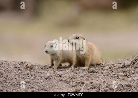 Due nero-tailed cane della prateria i ragazzi Foto Stock