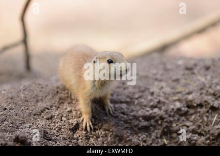 Nero-tailed cane della prateria youngster Foto Stock