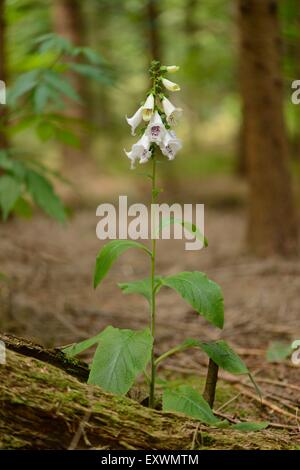 Foxglove comune fiorisce in una foresta Foto Stock