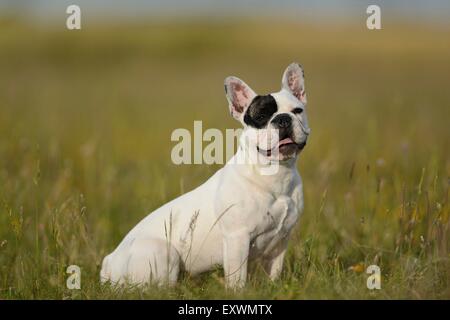 Sette mesi bulldog francese su un prato Foto Stock