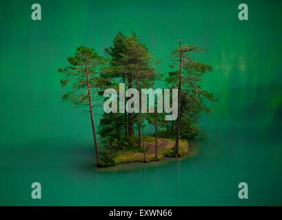 Alberi di pino in Fernsteinsee, Nassereith, Tirolo, Austria Foto Stock