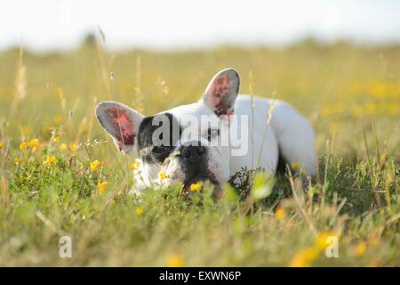 Sette mesi bulldog francese sdraiati su un prato Foto Stock