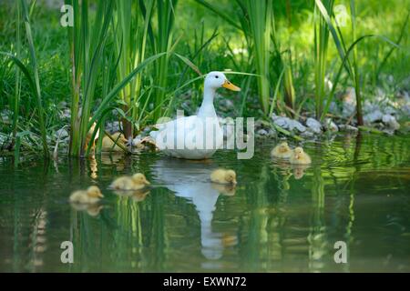 Long Island duck madre con i suoi pulcini sul lungolago Foto Stock