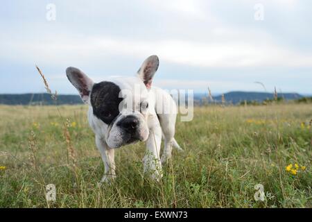 Sette mesi bulldog francese su un prato Foto Stock