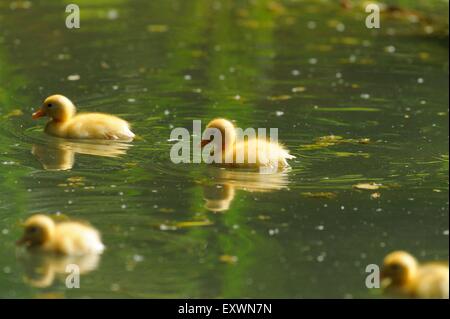 Long Island duck pulcini in acqua Foto Stock