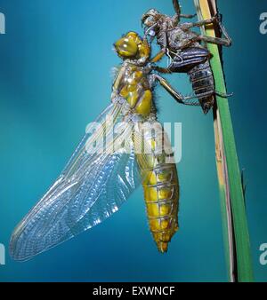 Due venditori ambulanti meridionale, Aeshna cyanea Foto Stock