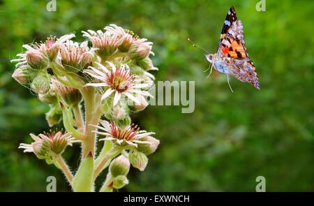 Butterfly Flying per Sempervivum achachnoideum Foto Stock