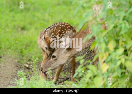 Sika Deer Fawn con la madre Foto Stock