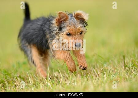 Yorkshire Terrier cucciolo in esecuzione su un prato Foto Stock