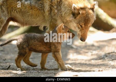 Grigio cucciolo di lupo con sua madre Foto Stock