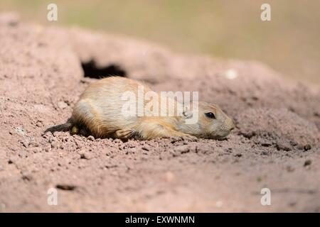 Nero-tailed cane della prateria Foto Stock