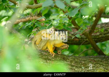 Comune di Scimmia di scoiattolo madre con la sua giovane su un ramo di albero Foto Stock