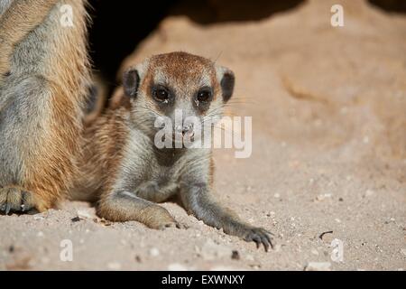 Meerkats, Kgalagadi Parco transfrontaliero, il Kalahari, Sud Africa, Botsuana Foto Stock
