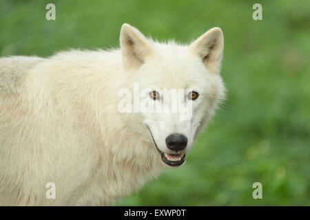 Arctic wolf in una forst Foto Stock