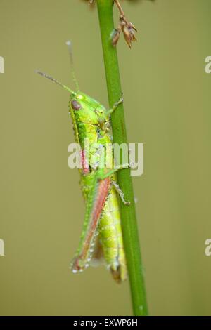 Prato grasshopper su una levetta di erba Foto Stock