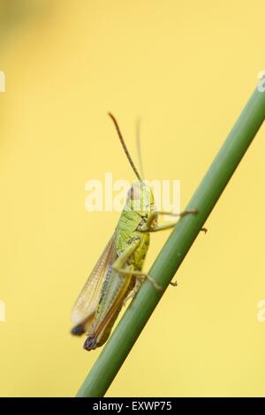 Prato grasshopper su una levetta di erba Foto Stock