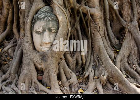 Testa di Buddha impigliato nelle radici di albero nel parco storico di Ayutthaya, Thailandia Foto Stock