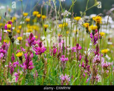 Prato di fiori nel gruppo del Sella, Dolomiti, Alpi, Italia, Europa Foto Stock