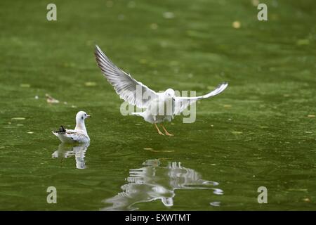 A testa nera gull lo sbarco su un lago Foto Stock