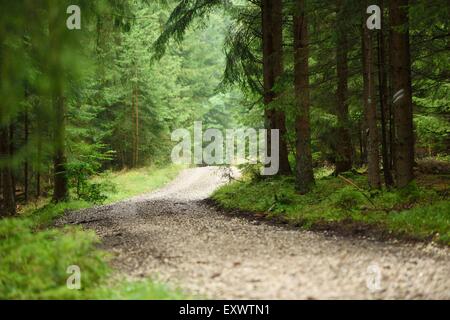 Percorso attraverso il bosco di abete rosso in Alto Palatinato, Baviera, Germania Foto Stock