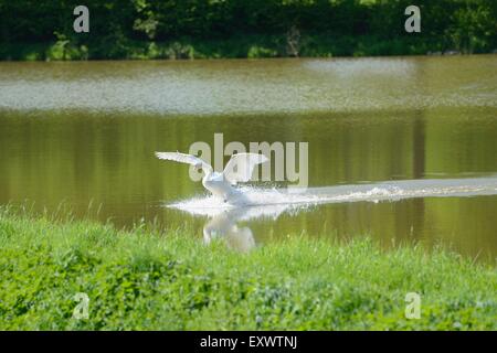 Cigno di atterraggio in un lago Foto Stock