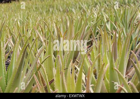 Aloe Vera, Lanzarote, Isole canarie, Spagna, Europa Foto Stock