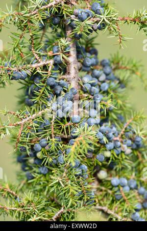 Close-up di ginepro comune frutti Foto Stock