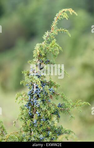 Il ginepro comune frutti Foto Stock