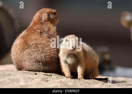 Nero-tailed cane della prateria madre con youngster Foto Stock