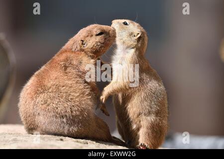 Nero-tailed cane della prateria madre con youngster Foto Stock