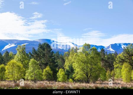 Vista dal campeggio vicino al Loch Morlich di Cairngorms, Scotland, Regno Unito Foto Stock