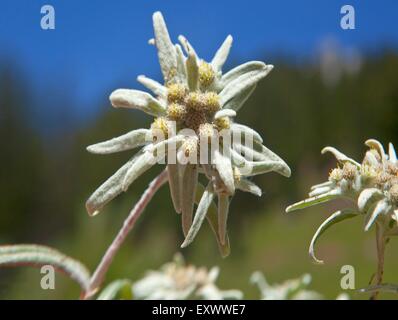 Leontopodium nivale, su Dawinalm, Tirolo, Austria, Europa Foto Stock