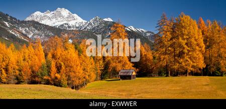 Mieming montagne e foreste di larici, Tirolo, Austria, Europa Foto Stock