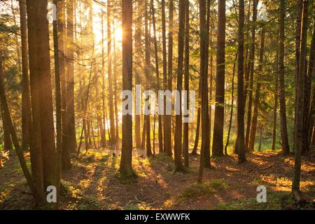 Raggi di sole in foresta, Tirolo, Austria, Europa Foto Stock