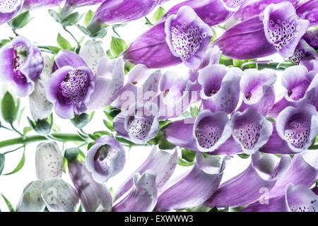 Viola del foxglove Foto Stock