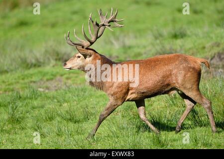 Cervi, Cervus elaphus, su di un prato, il Parco Nazionale della Foresta Bavarese, Baviera, Germania, Europa Foto Stock