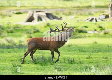 Cervi, Cervus elaphus, su di un prato, il Parco Nazionale della Foresta Bavarese, Baviera, Germania, Europa Foto Stock