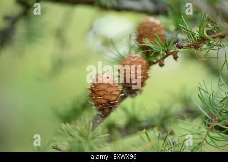 Cono di un larice europeo, Larix decidua, Alto Palatinato, Baviera, Germania, Europa Foto Stock