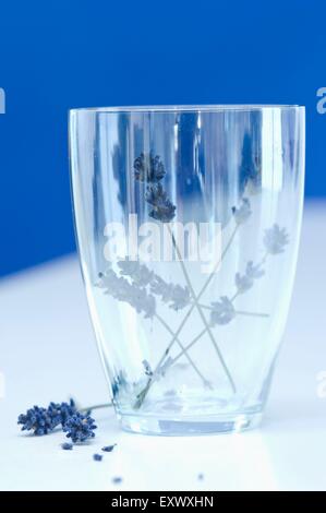 La lavanda in vetro Foto Stock