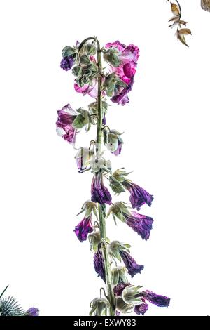 Hollyhock appassiti Foto Stock