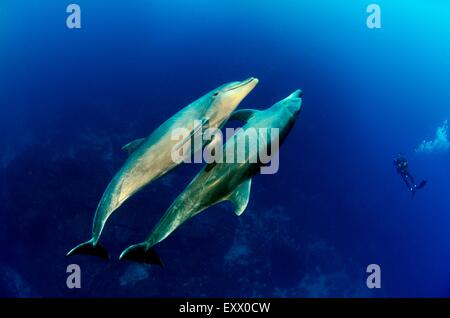 Due delfini tursiopi, Tursiops truncatus, Socorro Islands, Messico, America Foto Stock