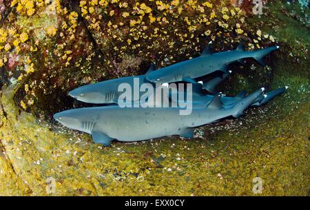 Punta Bianca gli squali, Triaenodon obesus, Socorro Islands, Messico Foto Stock