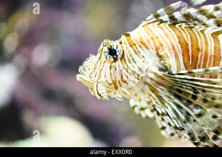 Leone Rosso in un acquario Foto Stock