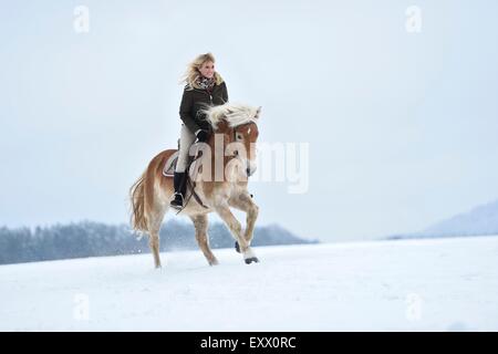 Giovane donna cavalcare cavalli di razza Haflinger nella neve Foto Stock