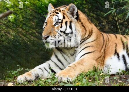 Tigre Siberiana giacente Foto Stock