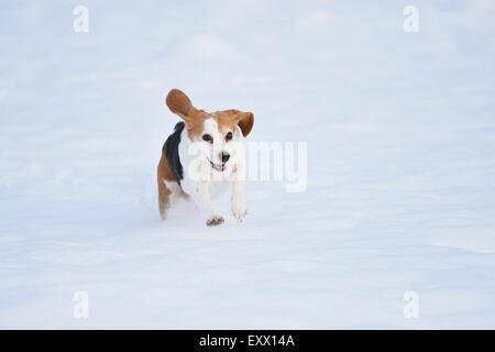Beagle in esecuzione nella neve Foto Stock