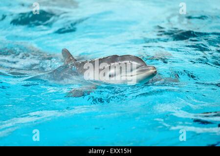 Giovani comuni delfini Bottlenose in uno zoo Foto Stock