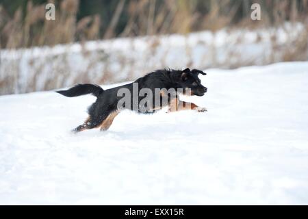 Mongrel cane che corre nella neve Foto Stock