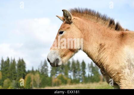 Cavallo di Przewalski su un prato Foto Stock